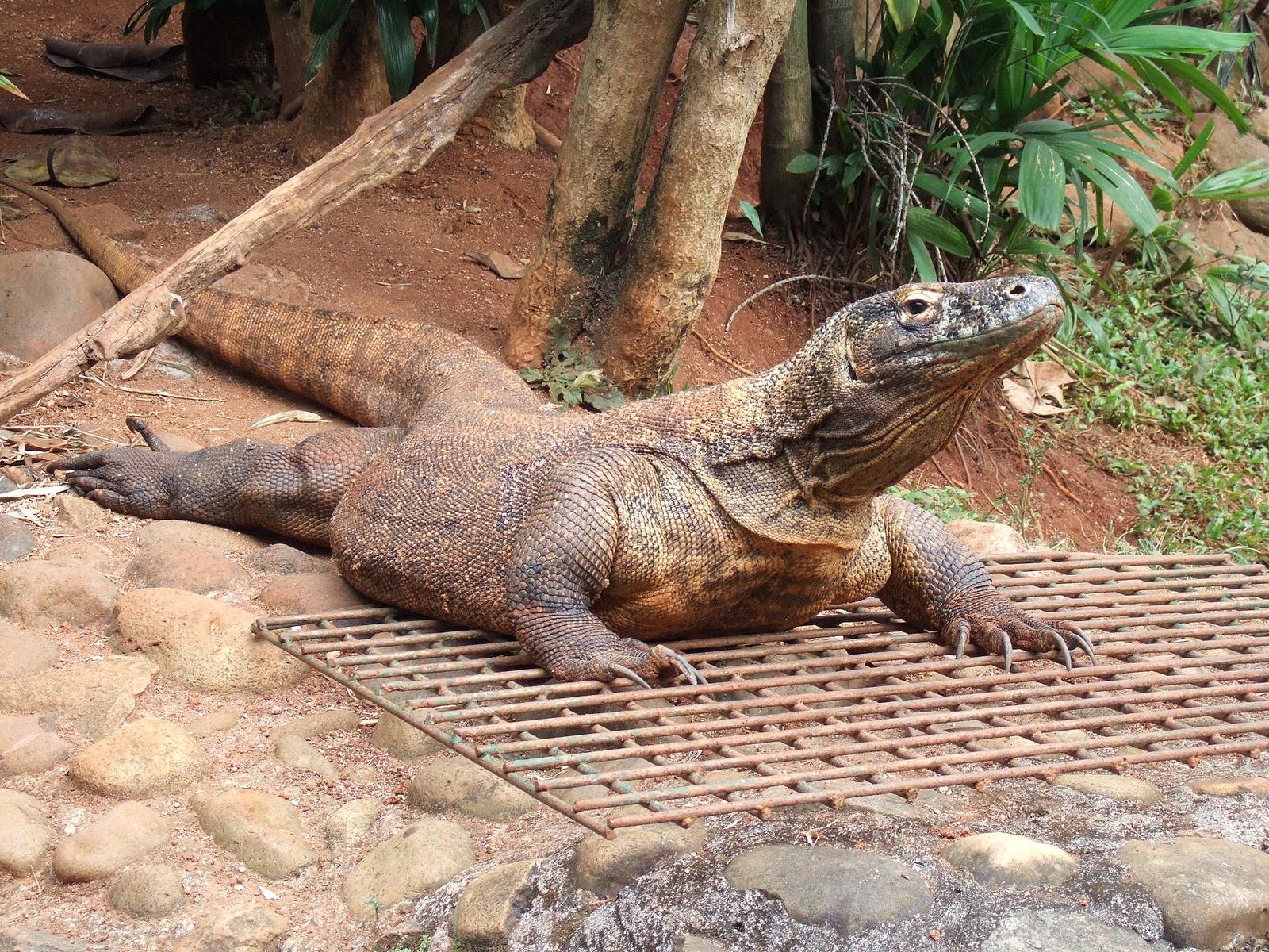 Komodo dragon Varanus komodoensis Ragunan Zoo 5